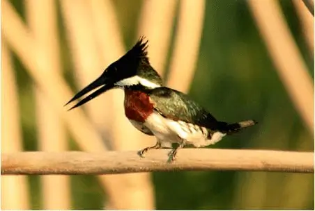 amazon aves
