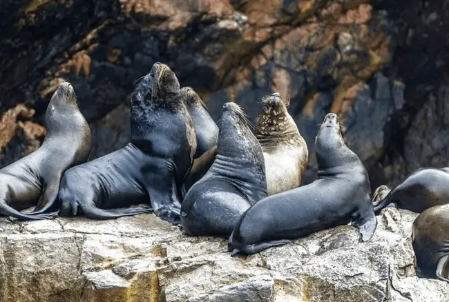 islas ballestas tours paracas