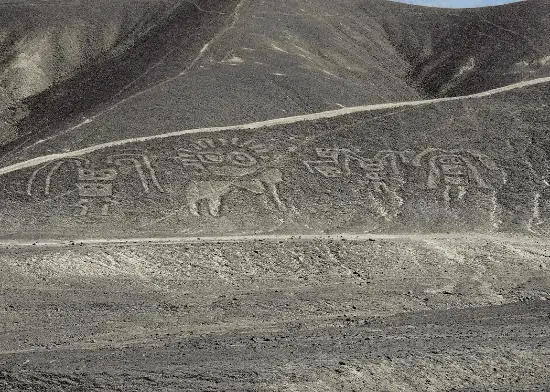 palpa lines